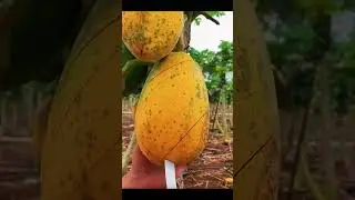 mango, i like to eat❤ fruit video🔥Fruit Unzip Video#fruits