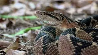 Bushmaster - South America