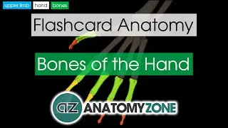 Bones of the Hand | Flashcard Anatomy