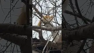 Рыжик спускается с 7-метрового дерева Часть 2 #cat #funnyanimal #pet