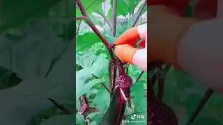 Buffer Silikon Parmak Koruyucu Meyve Toplama Aracı Bahçe Kesme Bıçak Eldiven