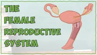 The Female Reproductive System