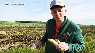 Дегустация разноцветной моркови от Бейо Заден
