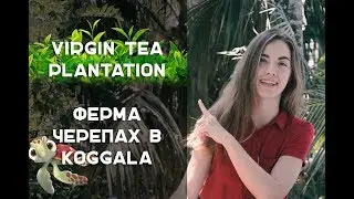 SRI LANKA. Vlog 1. |ЧЕРЕПАХИ. VIRGIN TEA plantation. ПЛЯЖ KOGGALA|