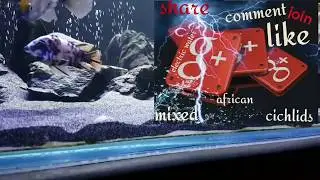♦ MIXED AFRICAN CICHLIDS | GROUP | GOOGLE+ ♦