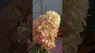 Бонфайр/бонфайер 12.08.24