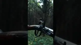 Waking up with the woods