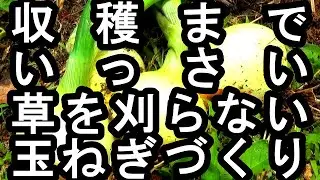 【雑草対策】福岡正信氏の言葉から。収穫までいっさい草を刈らない玉ねぎづくり