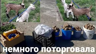 Подмерзли помидоры. Козлят осталось двое. Новосибирское метро.