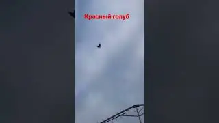 Красный голуб