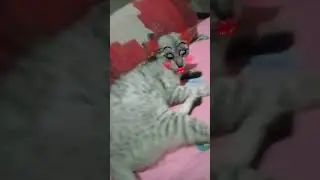 slay💅🏼✨// ctto. #funny #funnycat #funnycats #cat #cats #cute #funnyvideo #shorts