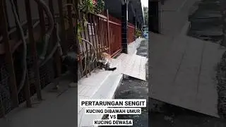 KUCING BERANTEM SAMPAI MAU JATUH #cat #kucinglucu #catlover