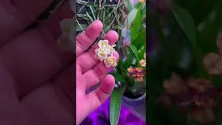 Цветение шилошисты 