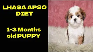 Puppy Diet Plan For First 3 Months (90 Days) | Lhasa Apso