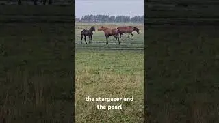 the stargazer and the pearl #اكسبلور #الخيل