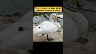 Почему лебедь стоит на одной ноге 