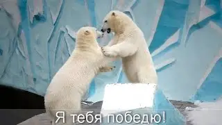 Спокойная жизнь надоела медвежатам! Сестренки боролись друг с другом, а затем решили победить Герду.