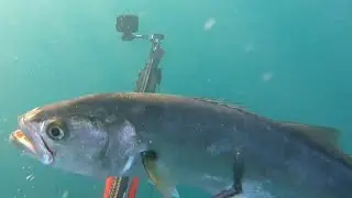 Chasse sous marine côte d'azur fin d'année 2020