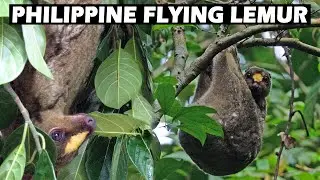 A Flying Lemur That Can't Fly and Isn't a Lemur - The Philippine Flying Lemur