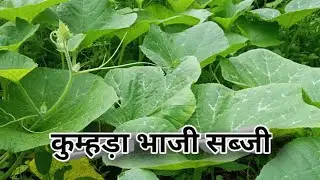 कुम्हड़ा भाजी सब्जी l kaddu ki bhaji l kohda ki bhaji l छत्तीसगढ़ी मखना भाजी l kumhda bhaji l bhaji😋