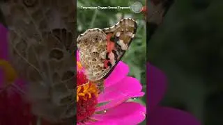Butterfly on zinnia 