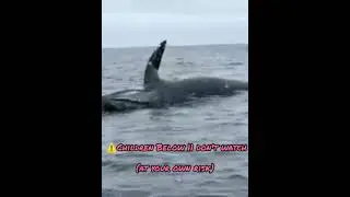 Whale Explodes! 