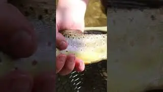 We had a great weekend in the mountains. Things got a little trouty. #troutfishing #mountains
