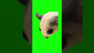 Sugar Glider Lick | Green Screen