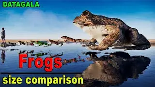 Frogs Size Comparison 🐸 Which Frogs is the biggest?
