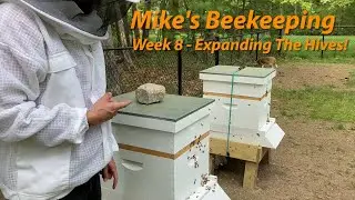 Week 8 - Expanding The Hives!