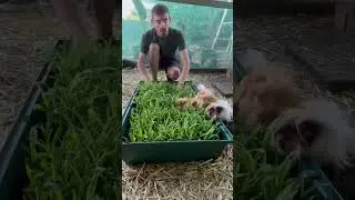 Corn sprouts for my guinea pigs