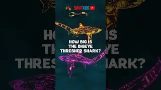 🦈 How big is the bigeye thresher shark?