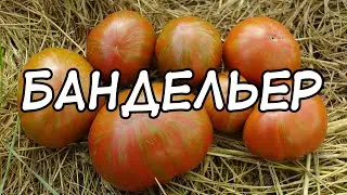 Вкусный тёмный полосатик! Томат Бандельер