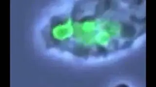 Watch how immune cells attack and eliminate viruses and bacteria