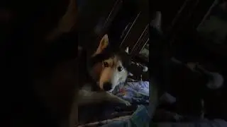 пришел , провалялся и ушел #хаски