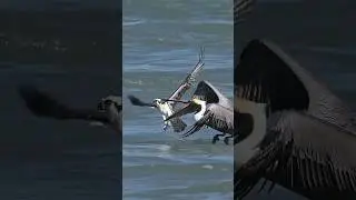 Pelican snatches Osprey out of the air and tries to hold it underwater.