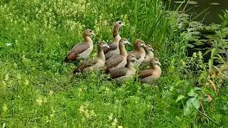 natural video, 18, egyptian goose