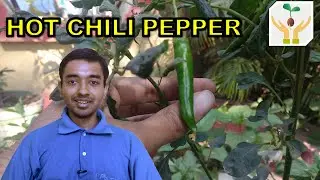 How to Grow Hot Chili Pepper from Seeds