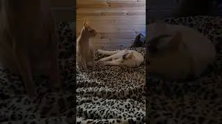 а ты ко мне вчера заходил? #доброеутро #cat #котыприколы #федя #тихон