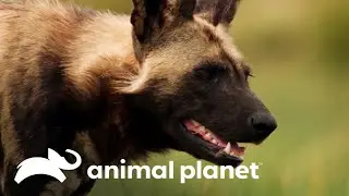 O mabeco, um dos caçadores mais bem-sucedidos | O Incrível Mundo Animal | Animal Planet Brasil