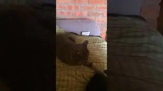 Tubby tabby cat likes to touch my feet while sleeping