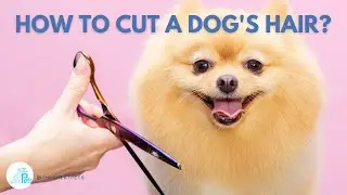How to Trim Your Dog's Coat with Scissors: A Step-by-Step Guide