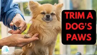 How to Cut Dog Paw Hair Safely and Easily