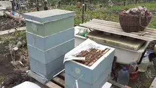 Результат объединения семей.