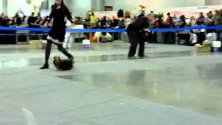 Кобели открытый (1). Россия 2011