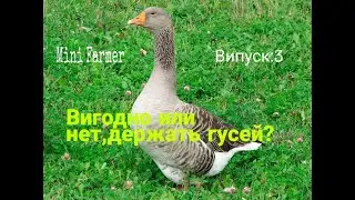 Бизнес на гусях/Содержания гусей/Выгодно или нет держать гусей