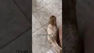 голод завёт😜