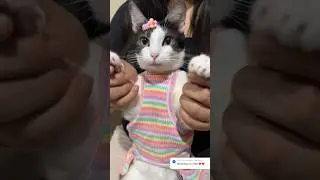 A ella le gusta este 💗 #viral #gatos #michi #shortvideos #cat #michis #shorts #parati #cats #pets