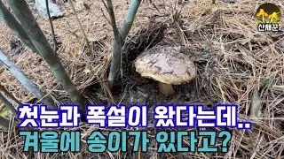 첫눈과 폭설로 난리인데..겨울에 송이가 나오다니!😲