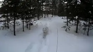 Японские шпицы - Japanese Spitz